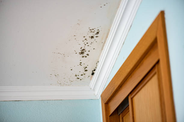 Best Affordable Mold Removal  in Richmond, IN