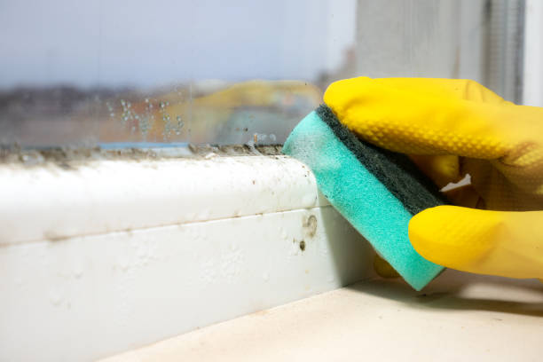 Certified Mold Removal in Richmond, IN