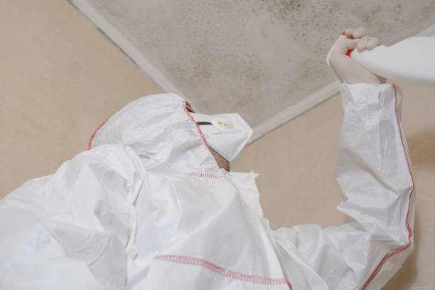 Reliable Richmond, IN Mold Removal Solutions