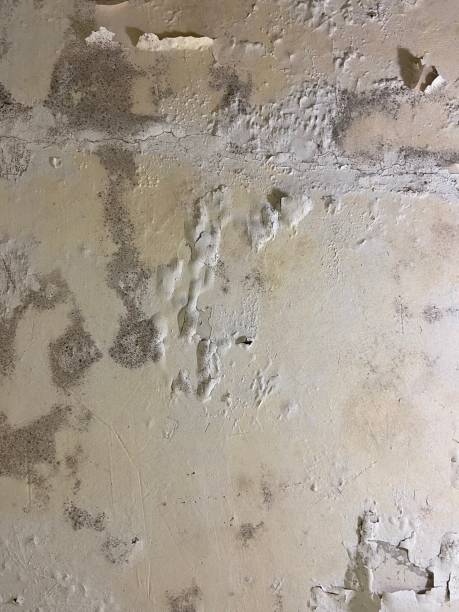 Best Professional Mold Removal  in Richmond, IN