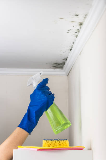 Best Emergency Mold Removal  in Richmond, IN